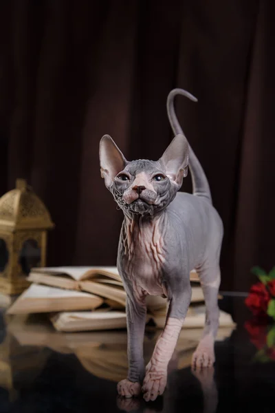 Sphynx yavru kedi portre — Stok fotoğraf