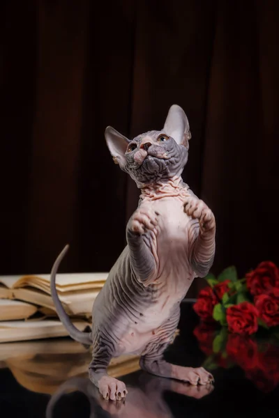 Sphynx kitten portrait — Stock Photo, Image
