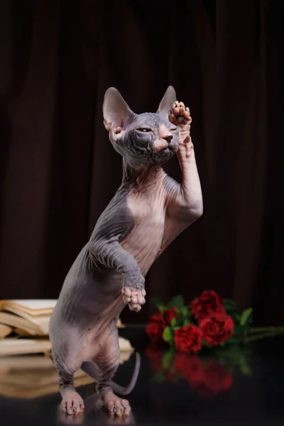 Sphynx kitten portrait — Stock Photo, Image