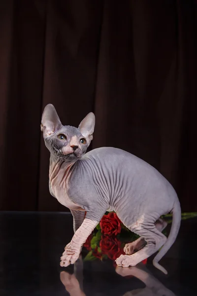 Sphynx yavru kedi portre — Stok fotoğraf