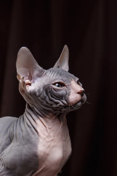 Retrato de gatinho sphynx — Fotografia de Stock