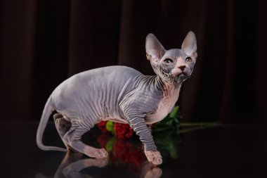Sphynx yavru kedi portre