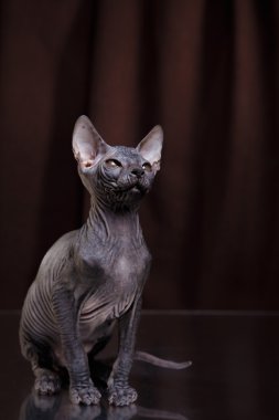 Sphynx yavru kedi portre