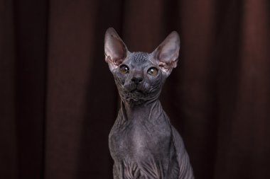 Sphynx yavru kedi portre