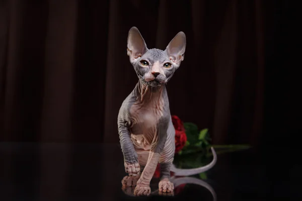 Sphynx yavru kedi portre — Stok fotoğraf