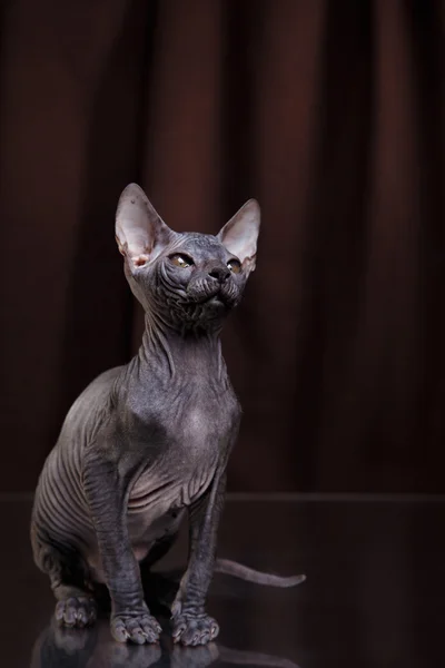 スフィンクス子猫の肖像 — ストック写真