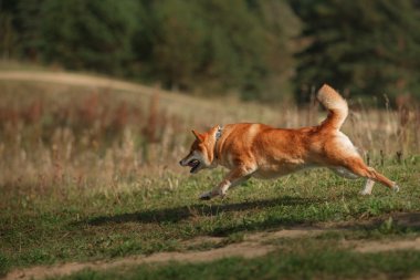 Köpek doğurmak kırmızı Japon Shiba