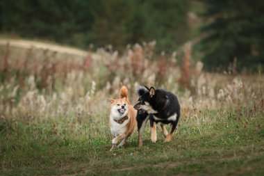 Köpek doğurmak kırmızı Japon Shiba