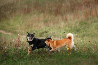 Köpek doğurmak kırmızı Japon Shiba