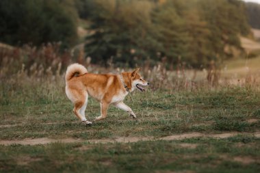 Köpek doğurmak kırmızı Japon Shiba