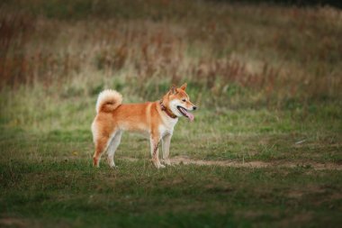 Köpek doğurmak kırmızı Japon Shiba