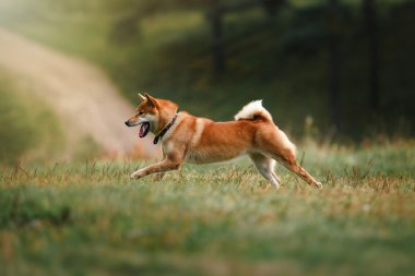 Köpek doğurmak kırmızı Japon Shiba