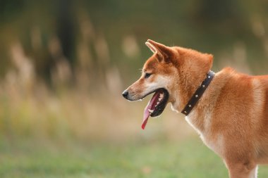 Köpek doğurmak kırmızı Japon Shiba
