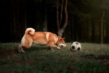 Köpek doğurmak kırmızı Japon Shiba