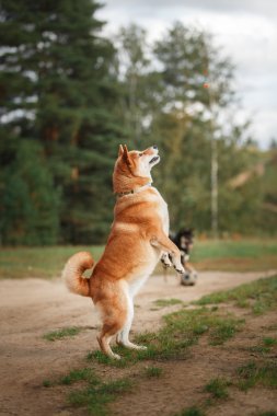 Köpek doğurmak kırmızı Japon Shiba
