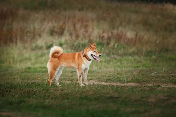 Hond ras rode Japanse Shiba — Stockfoto