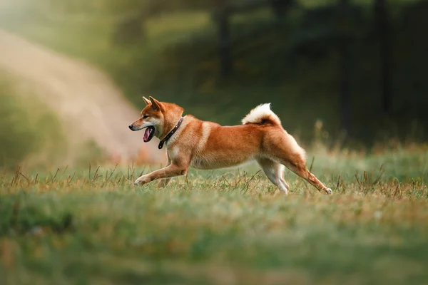 Raça cão vermelho japonês Shiba — Fotografia de Stock