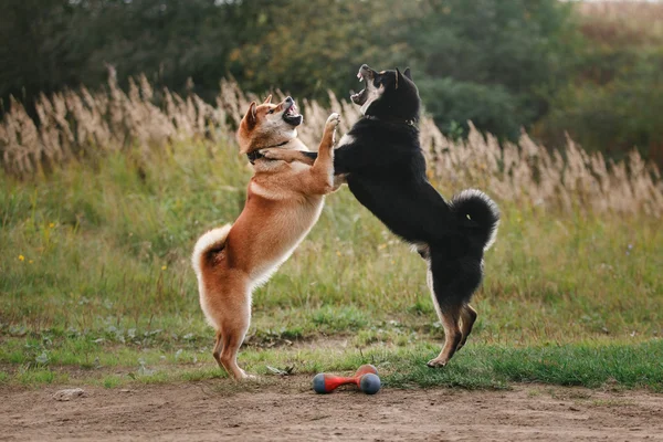 犬の品種は赤柴犬 — ストック写真