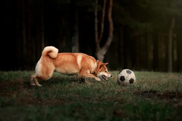 Собака породи червоний японський Shiba — стокове фото