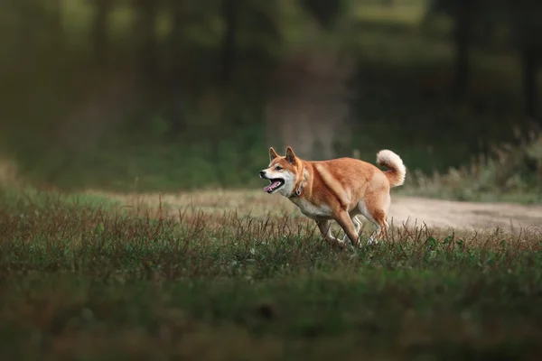 Raça cão vermelho japonês Shiba — Fotografia de Stock