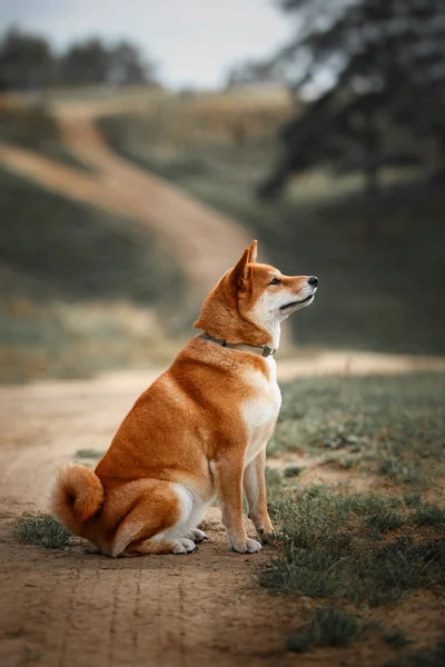 Dog breed red Japanese Shiba — Stock Photo, Image