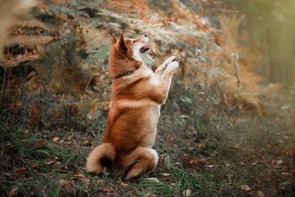 Породы собак Сиба — стоковое фото