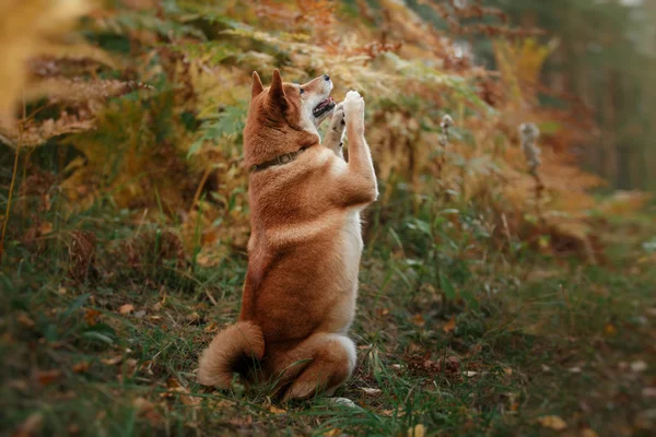 Dog breed red Japanese Shiba — Stock Photo, Image