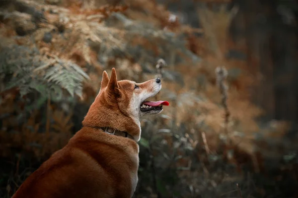 Raza de perro rojo japonés shiba — Foto de Stock