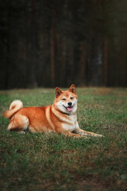 Köpek doğurmak kırmızı Japon Shiba