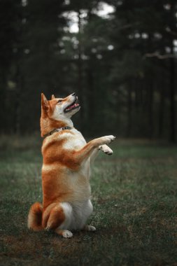 Köpek doğurmak kırmızı Japon Shiba