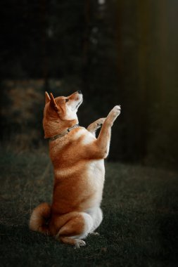 Köpek doğurmak kırmızı Japon Shiba