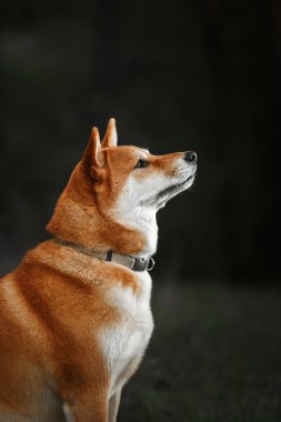 Köpek doğurmak kırmızı Japon Shiba