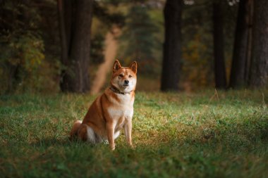 Köpek doğurmak kırmızı Japon Shiba