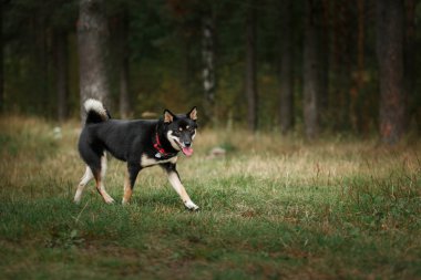 Köpek doğurmak siyah Japon Shiba
