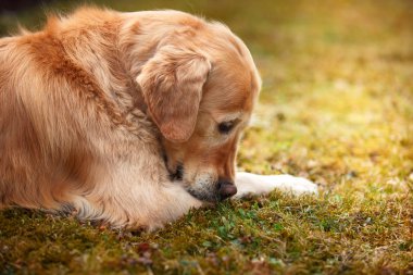 Köpek çiftleşmesi Golden Retriever