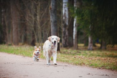 Köpek doğurmak Galce Corgi Pembroke ve Golden retriever