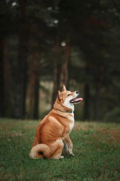 Psí plemeno červené japonské Shiba — Stock fotografie