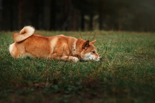 Pies rasy Shiba japoński czerwony — Zdjęcie stockowe