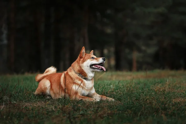 Hund rasen röda japanska Shiba — Stockfoto