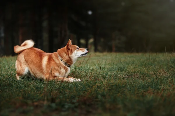 Σκύλος φυλή κόκκινο ιαπωνική Shiba — Φωτογραφία Αρχείου