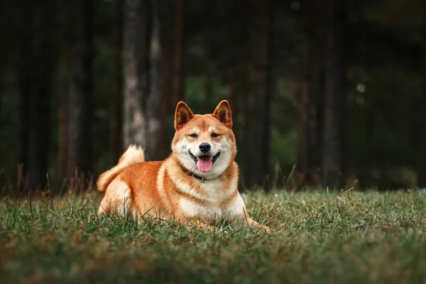 Pies rasy Shiba japoński czerwony — Zdjęcie stockowe