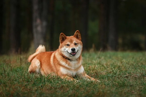 Anjing ras Jepang merah Shiba — Stok Foto