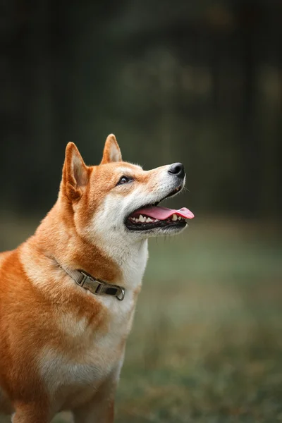 Pies rasy Shiba japoński czerwony — Zdjęcie stockowe