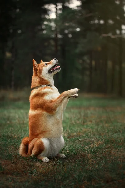 Pies rasy Shiba japoński czerwony — Zdjęcie stockowe