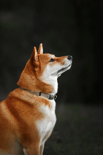 Pies rasy Shiba japoński czerwony — Zdjęcie stockowe