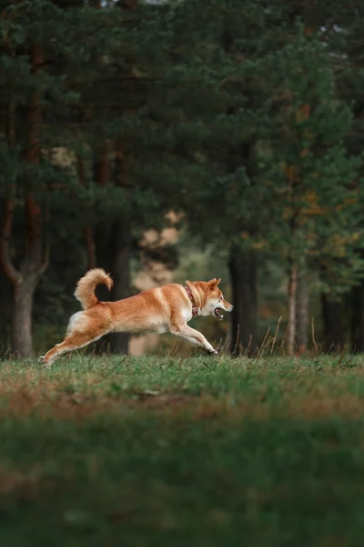 Köpek doğurmak kırmızı Japon Shiba — Stok fotoğraf