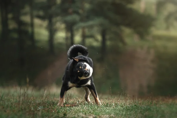 Raza de perro negro japonés shiba —  Fotos de Stock
