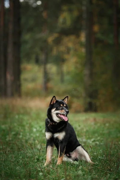 Raça cão preto japonês Shiba — Fotografia de Stock