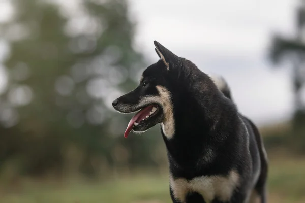 Raça cão preto japonês Shiba — Fotografia de Stock