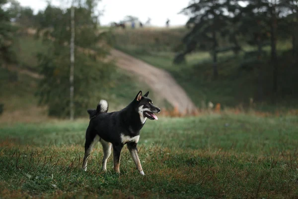 Dog breed black Japanese Shiba — Stock Photo, Image